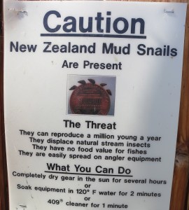 NZ mudsnails