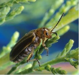 saltcedar-leaf-beetle