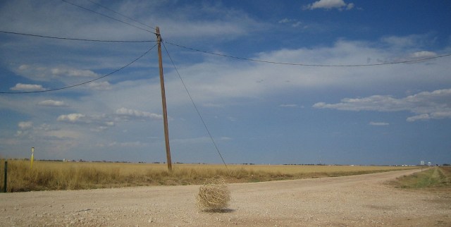 Tumbleweed by Jez Arnold